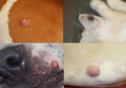 lumps and bumps consultation