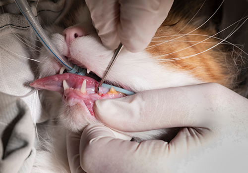 Dental Treatment