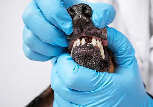 Dental Treatment