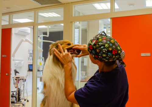 dental treatment