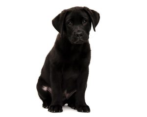 Zwart Labrador puppy, Dierenarts Arnhem