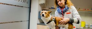 Dierenarts onderzoekt hond in de spreekkamer bij Dierenarts Arnhem Rijkerswoerd